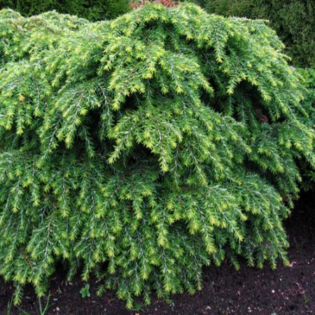 Tsuga canadensis "Jeddeloh" - tsuga kanadská
